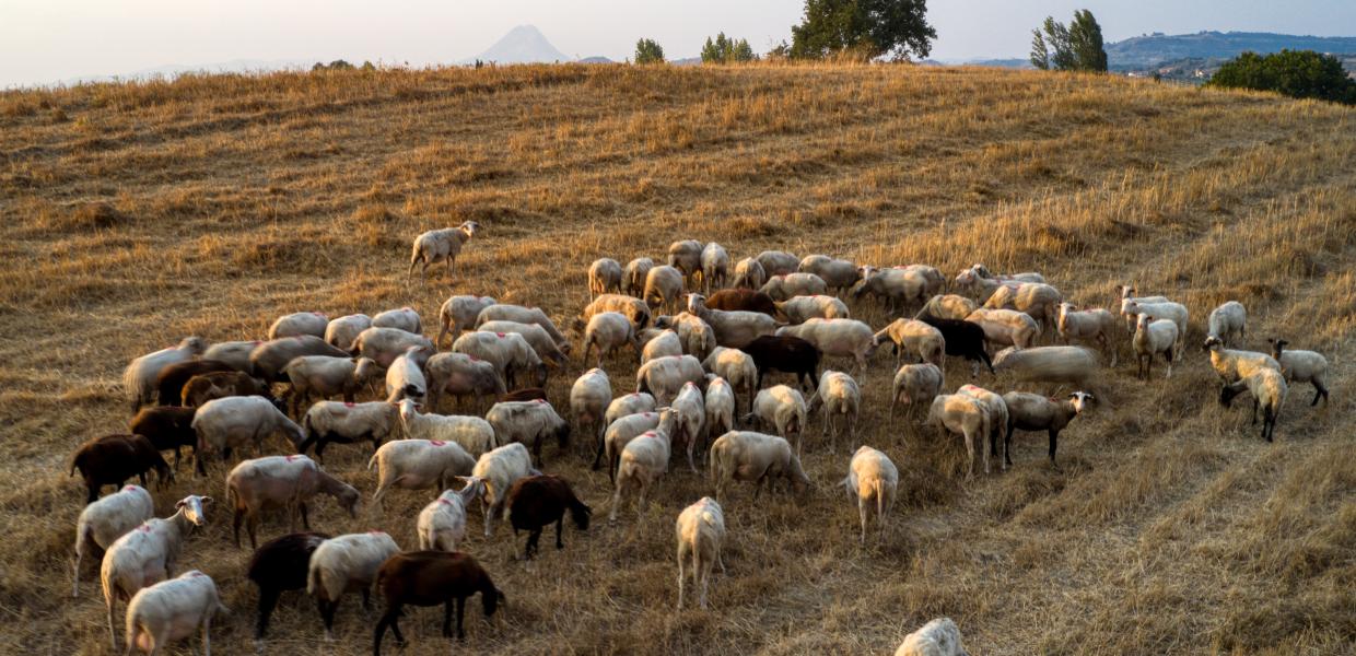 17.500 πρόβατα έχουν θανατωθεί σε όλη την Ελλάδα λόγω της ευλογίας των προβάτων